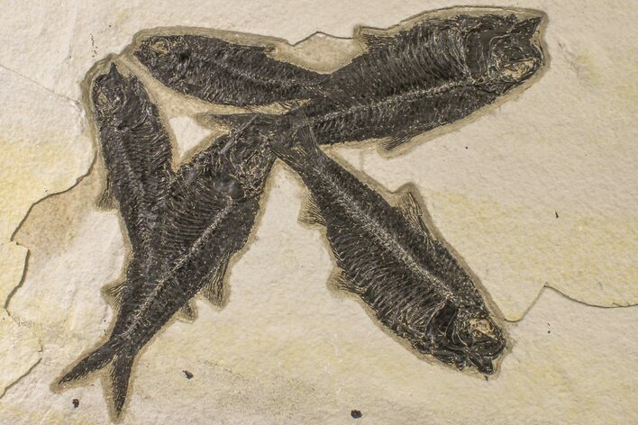 Shale With Five, Large Fossil Fish (Knightia) - Wyoming #163446
